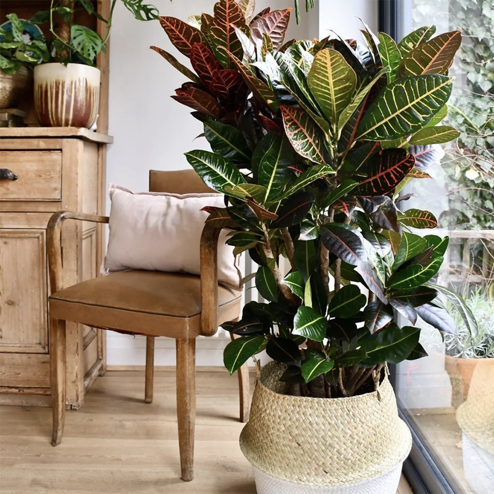 Croton Codiaeum Variegatum Petra - 80-90 cm