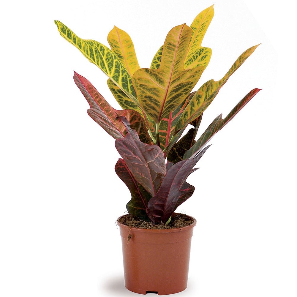 Croton Codiaeum Variegatum Excellent - 100 cm