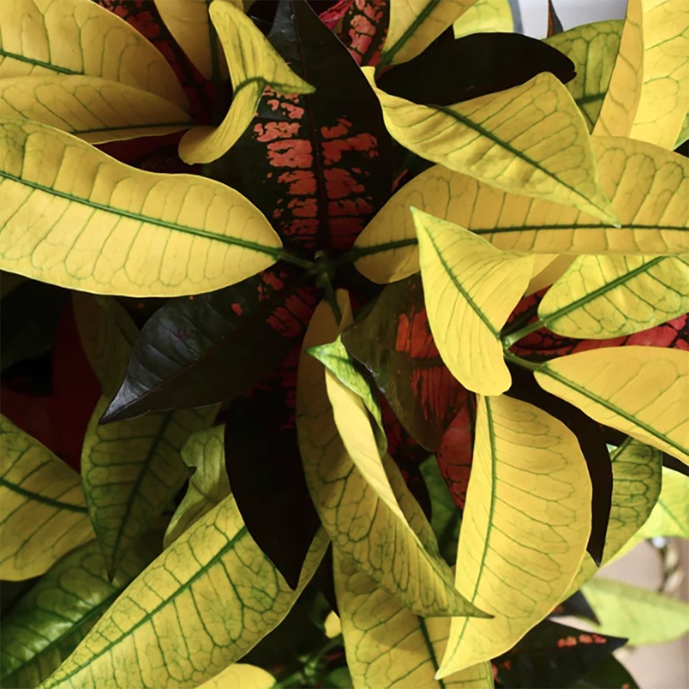 Croton Codiaeum Variegatum Mrs. Iceton - 60 cm