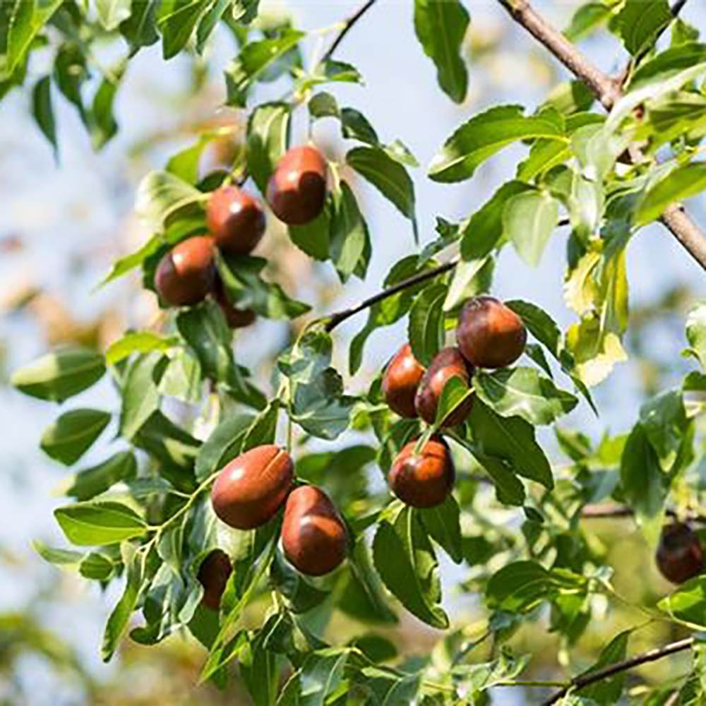 Curmal Chinezesc (Ziziphus jujuba), cu fructe dulci
