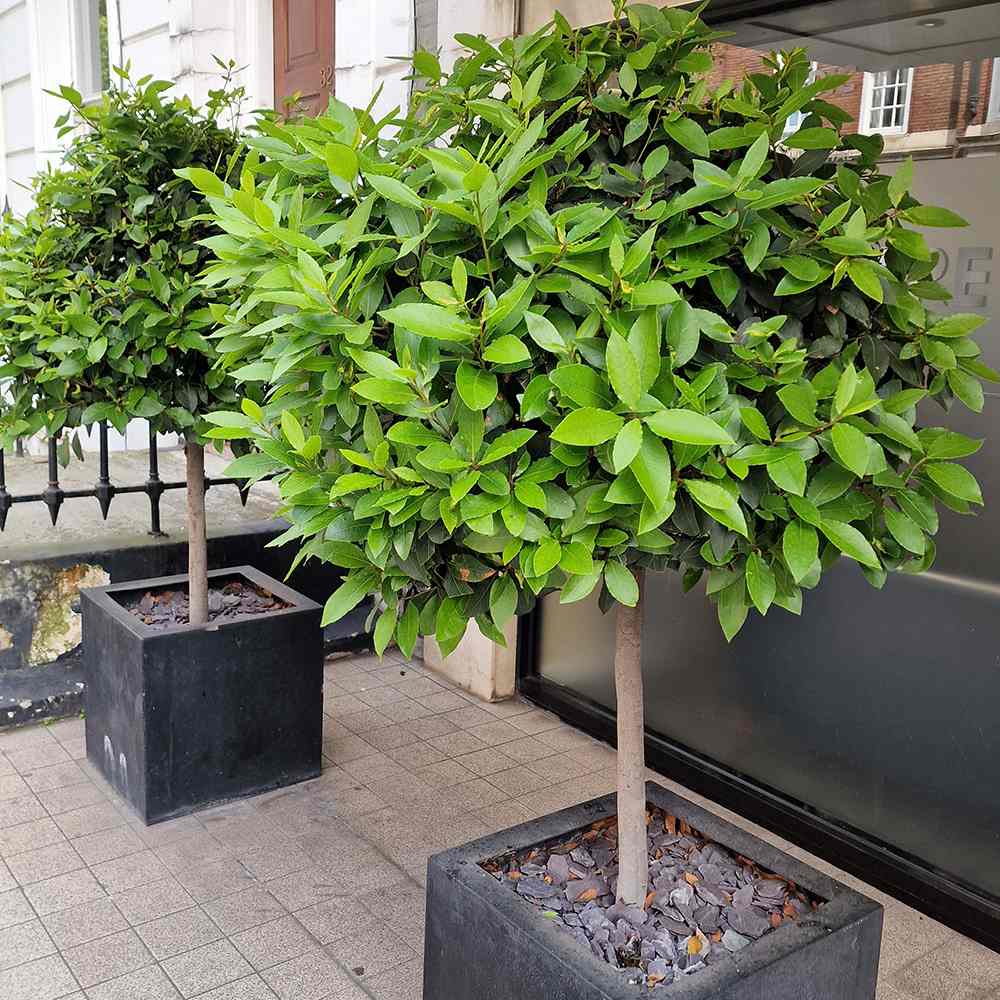 Dafin Comestibil - Tip Copac Ornamental