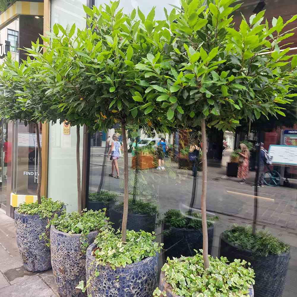 Dafin Comestibil - Tip Copac Ornamental