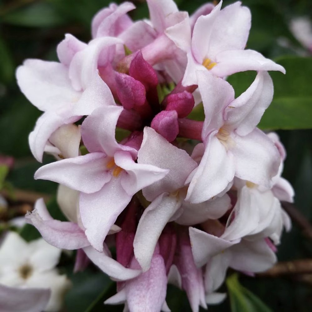 Daphne Perfume Princess, Printesa parfumului, cel mai parfumat arbust din lume, flori roz-pal