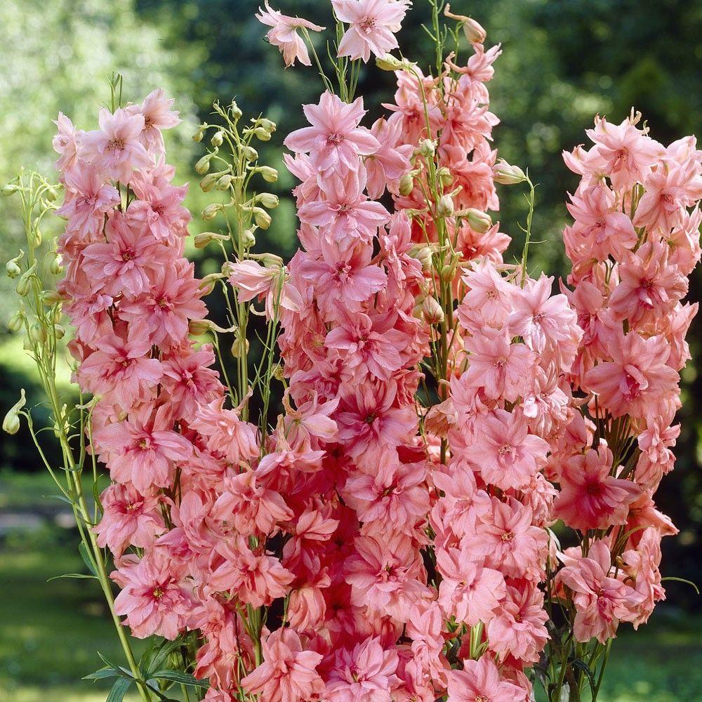 Nemtisor (Delphinium) Astolat