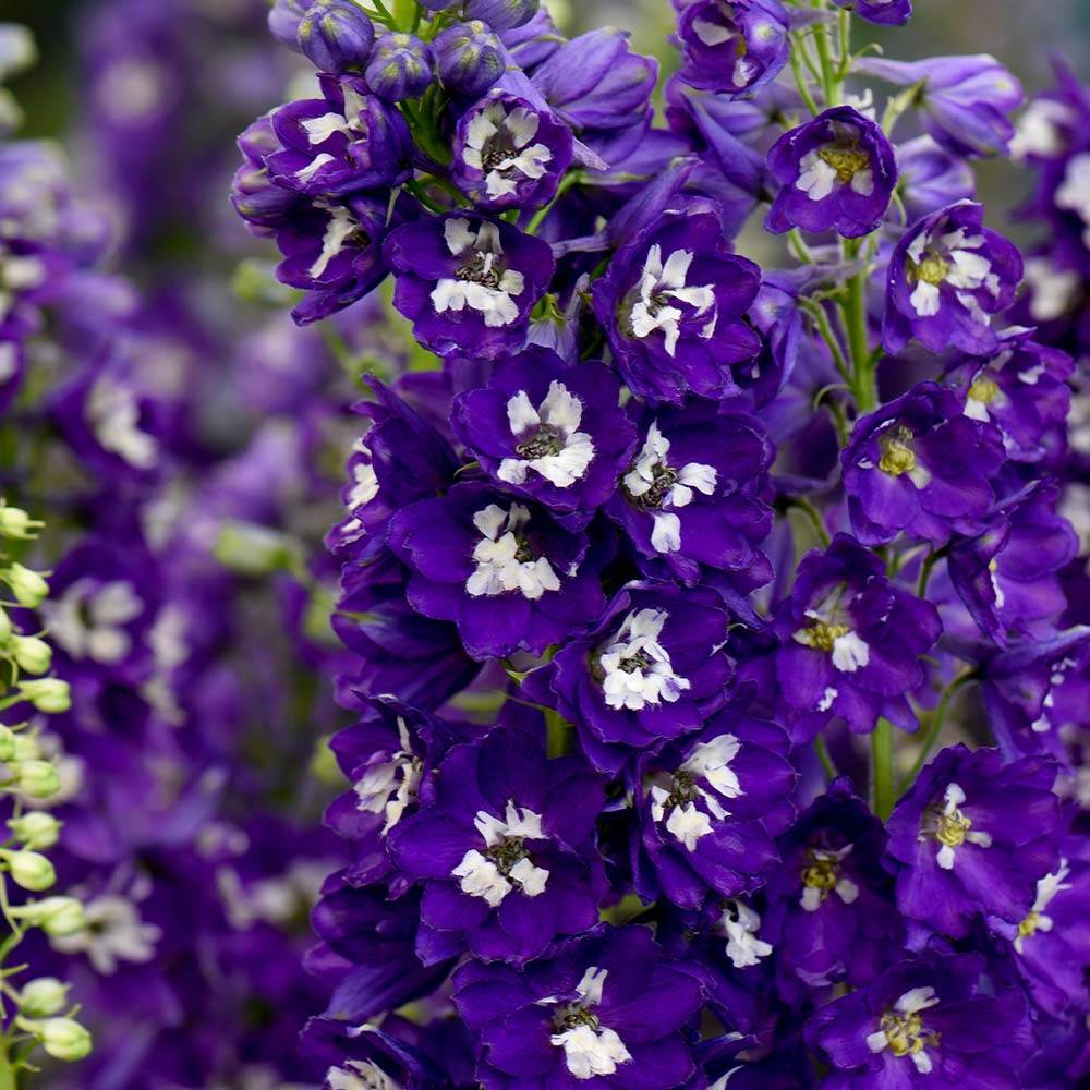 Szarkaláb 'Magic Fountains Darkblue White Bee' – sötétkék virágú, magas tövű évelő