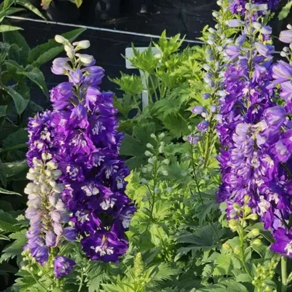 Szarkaláb 'Magic Fountains Darkblue White Bee' – sötétkék virágú, magas tövű évelő