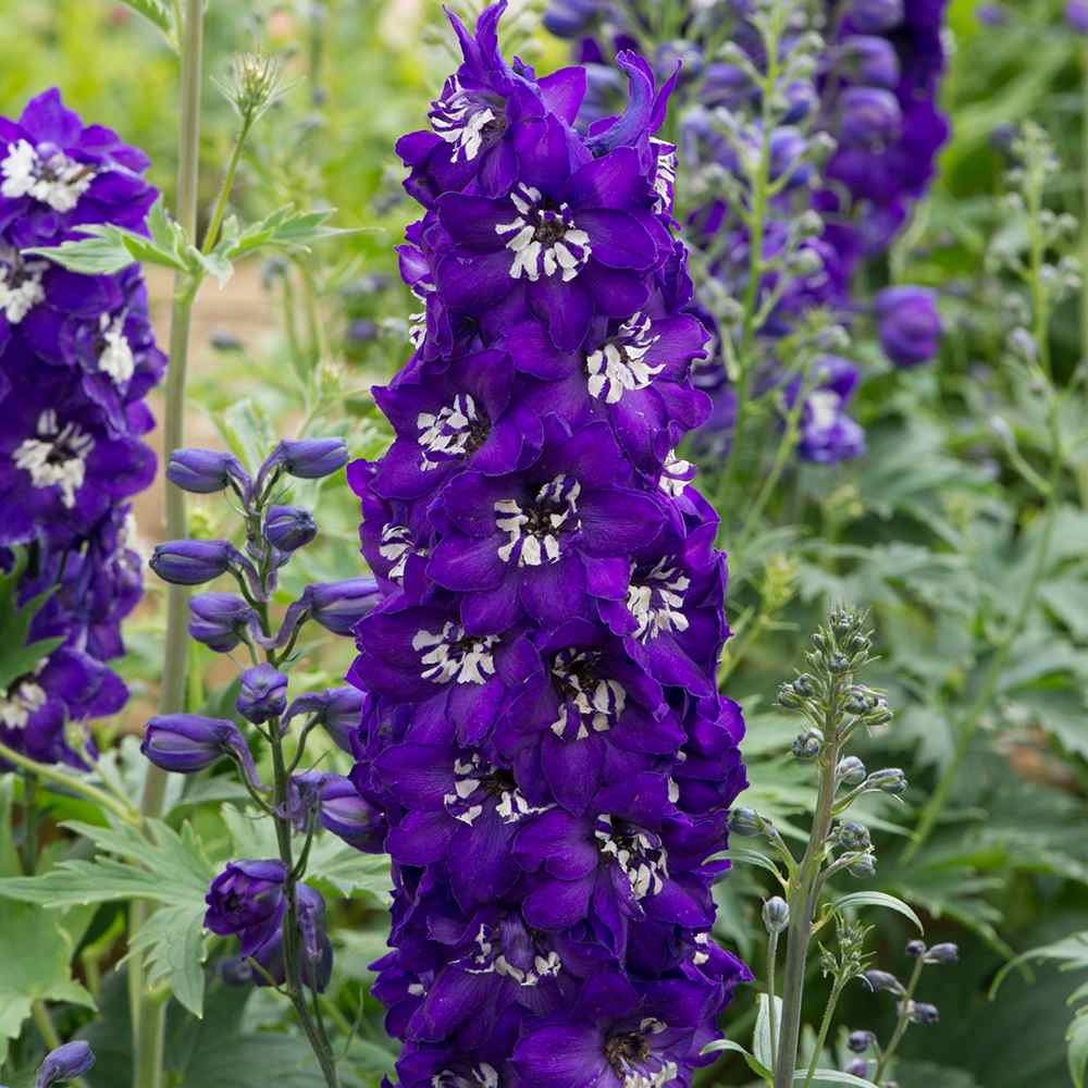 Szarkaláb 'Magic Fountains Darkblue White Bee' – sötétkék virágú, magas tövű évelő