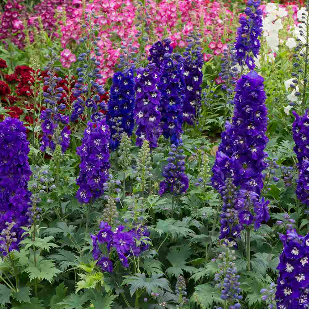 Szarkaláb 'Magic Fountains Darkblue White Bee' – sötétkék virágú, magas tövű évelő