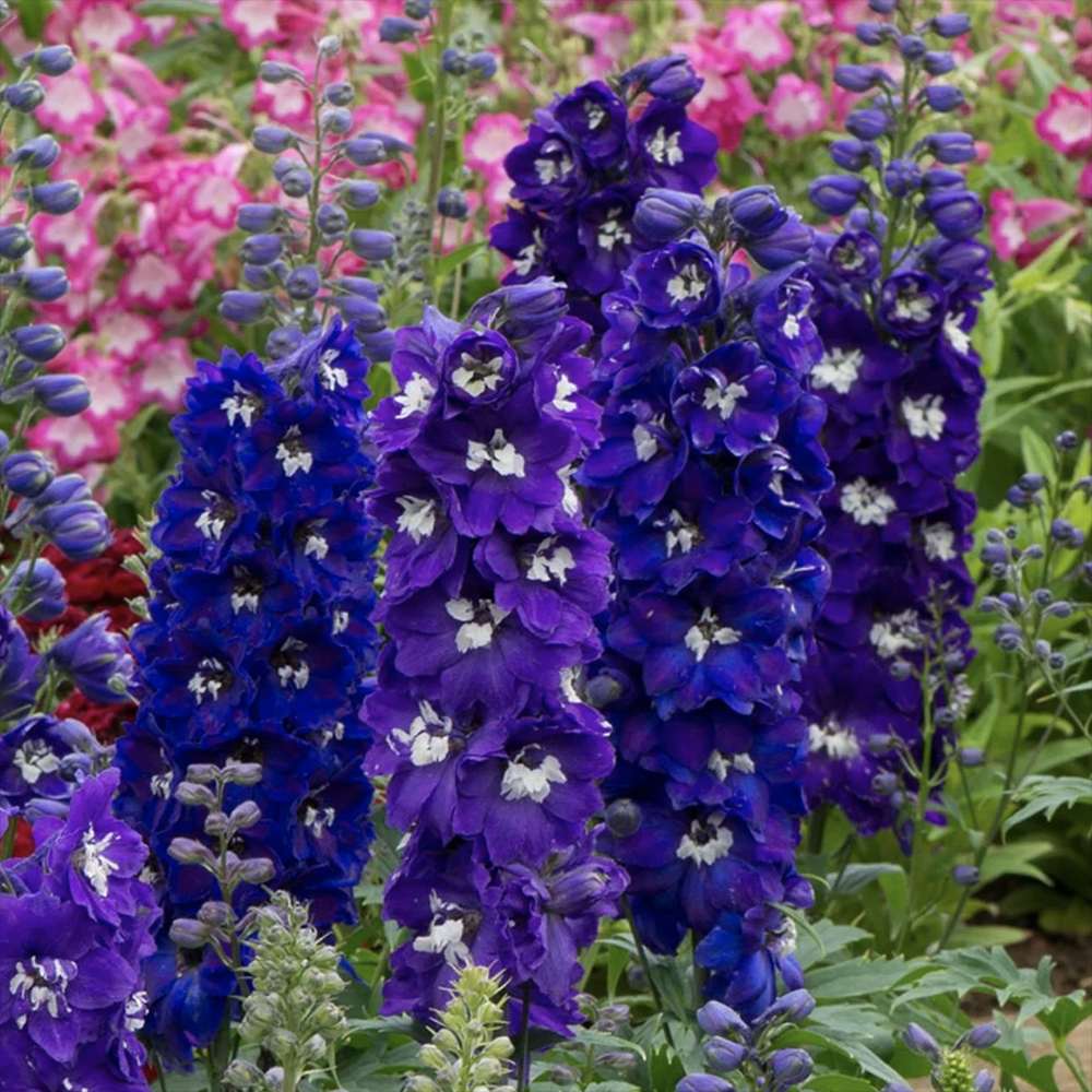 Szarkaláb 'Magic Fountains Darkblue White Bee' – sötétkék virágú, magas tövű évelő
