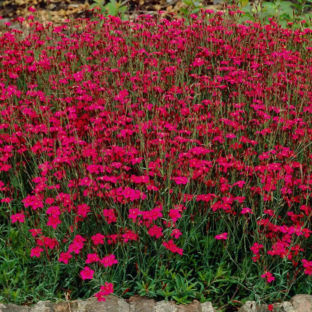 Garofita (Dianthus deltoides) Brilliant, garofita perena, flori rosii, inflorire bogata, rezistenta la seceta