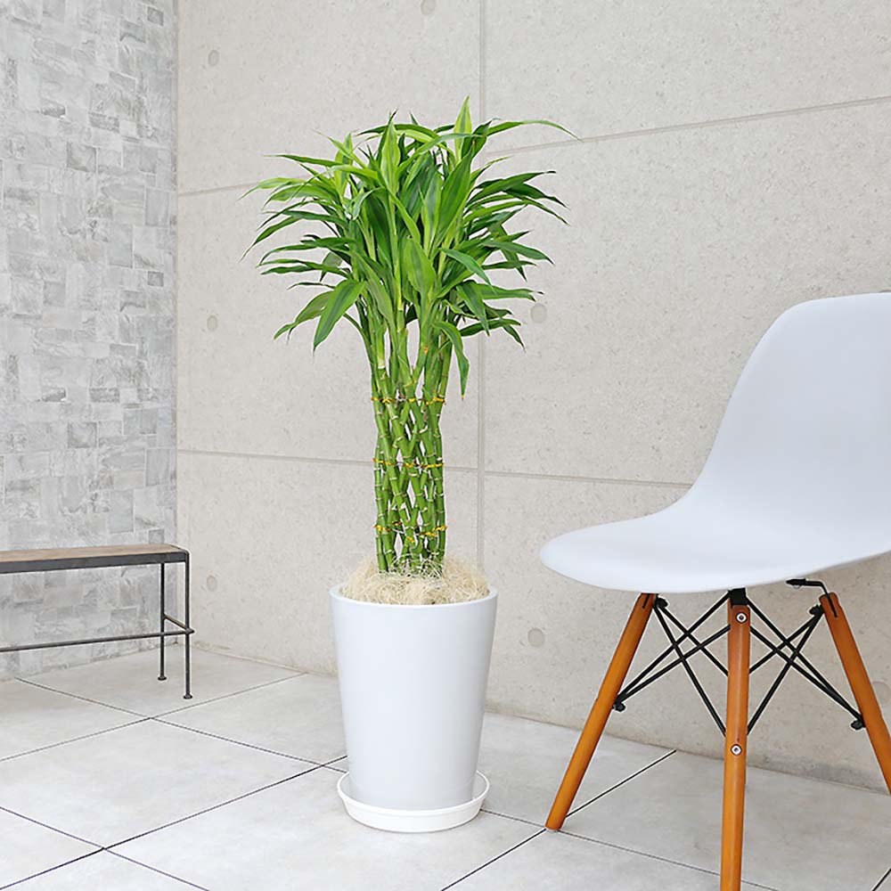 Bambus Norocos/Lucky Dracaena 'Gold' - 70 cm
