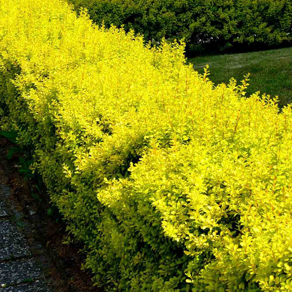 Dracila Berberis galbena Japoneza Lime Star, cu frunze aurii