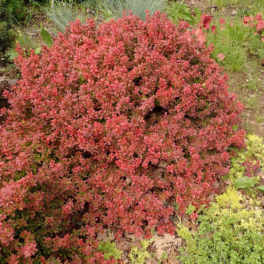Dracila Berberis Japoneza Admiration, cu frunze rosii-burgundiu