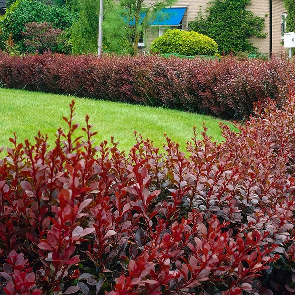 Dracila Berberis Japoneza Admiration, cu frunze rosii-burgundiu