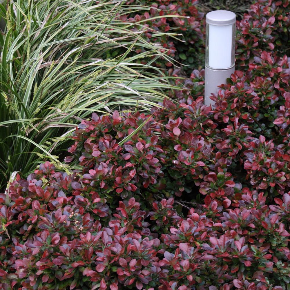 Dracila Berberis Japoneza Atropurpurea Nana, cu frunze purpurii