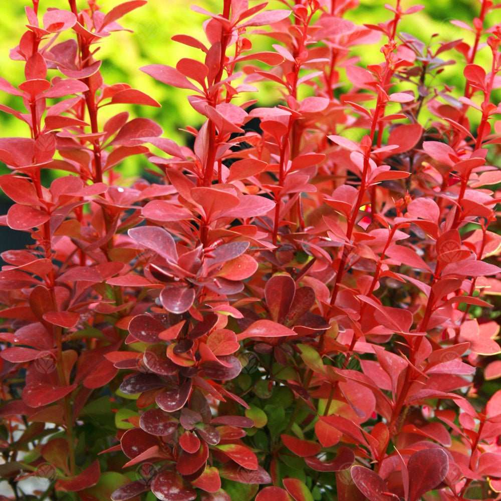 Dracila Berberis Japoneza portocaliu Orange Ice, cu frunze portocalii
