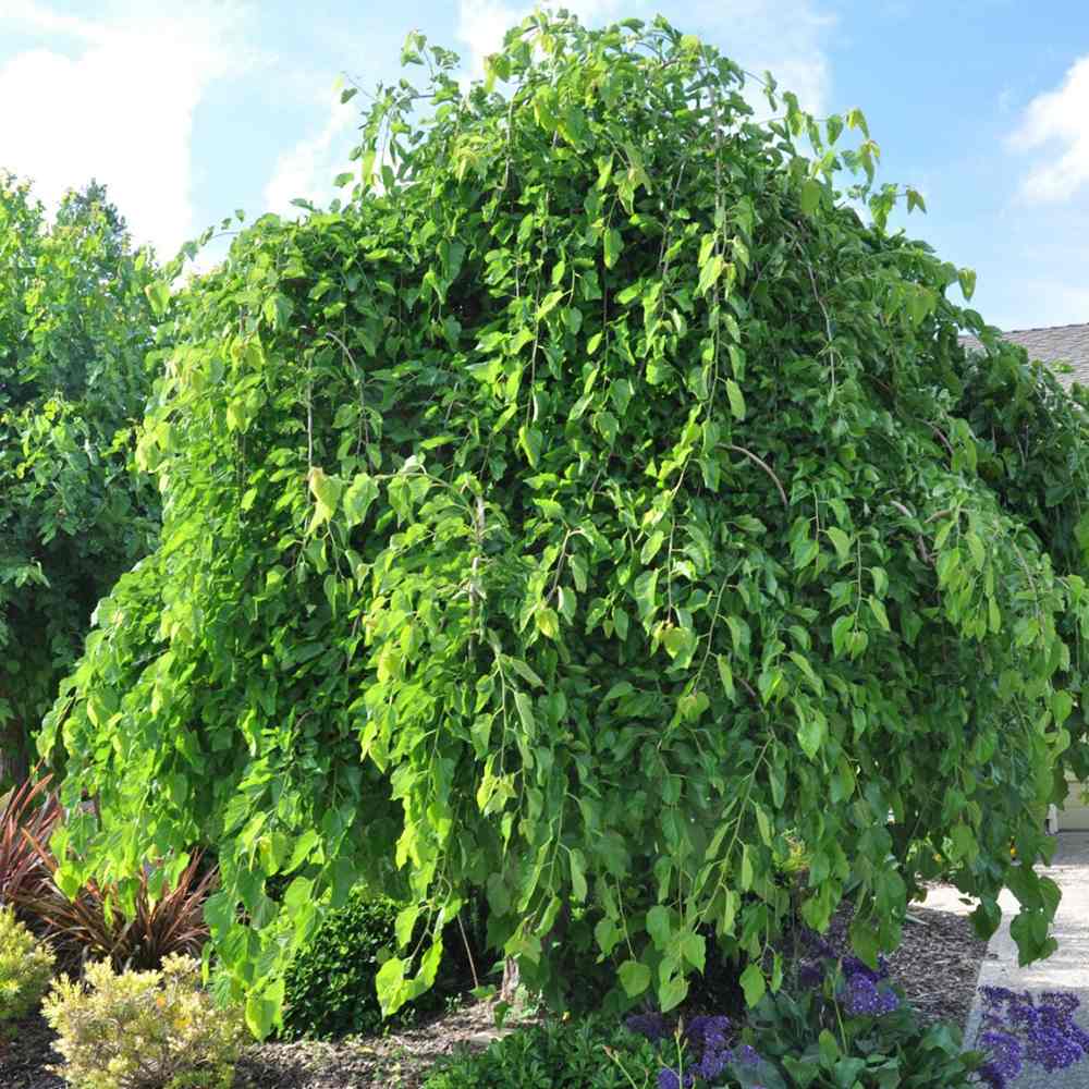 Dud Ornamental Alb Plangator (Morus Alba), cu fructe negre dulci