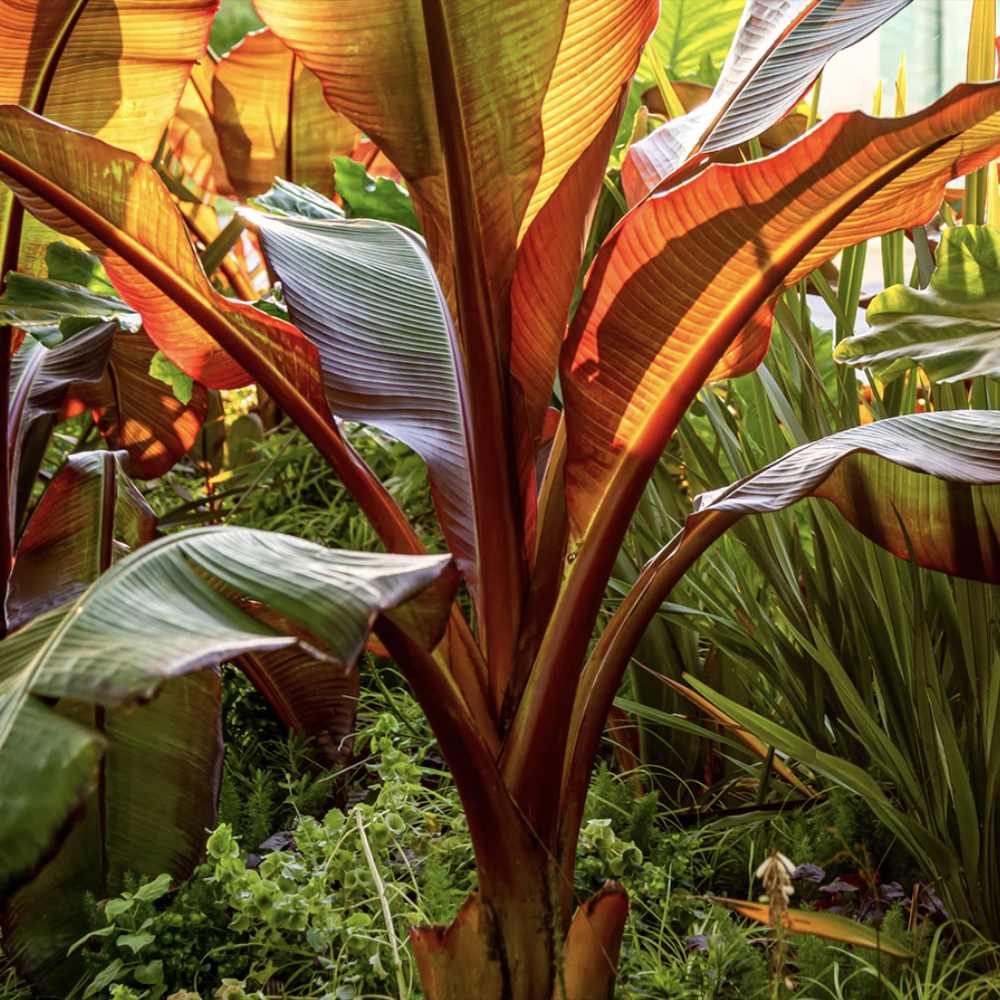 Bananier rosu (Ensete ventricosum Maurelii), 50 cm, planta exotica mare, decorativa, pentru interior si terasa