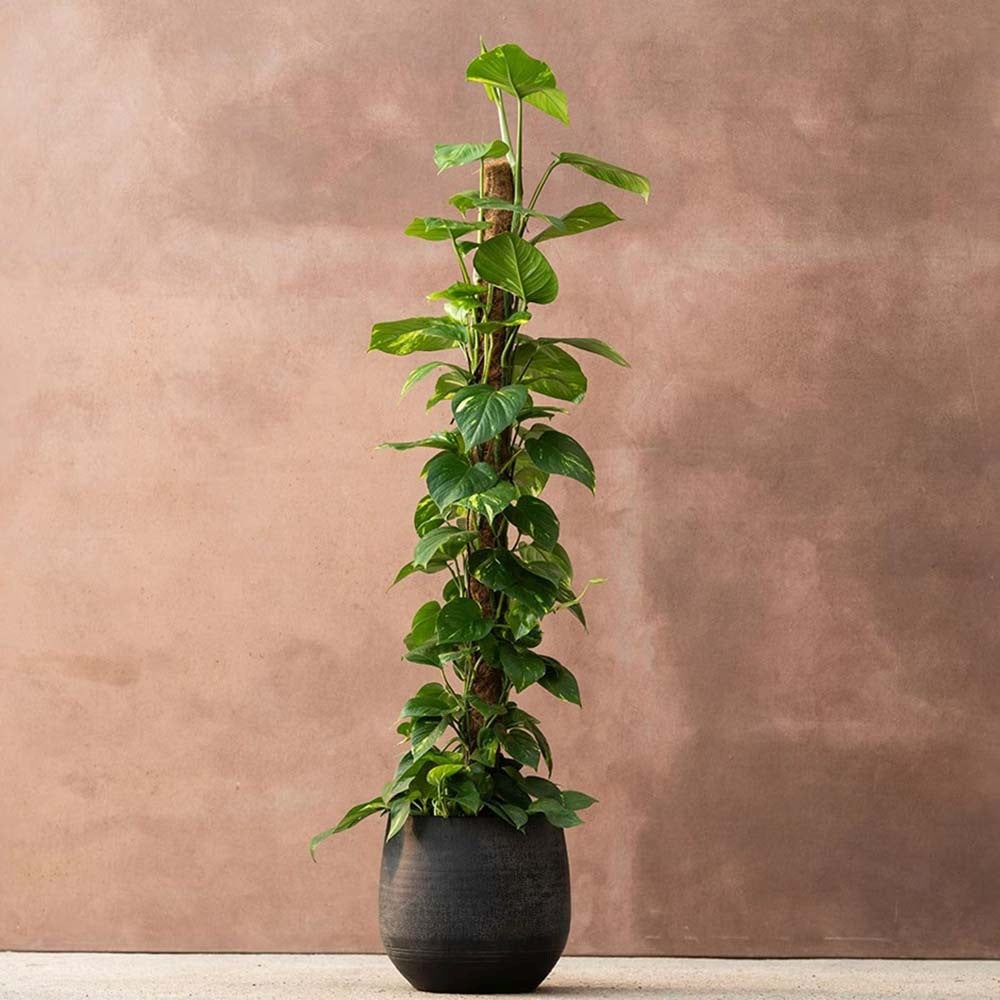 Iedera diavolului Epipremnum Aureum, 120 cm cu Suport, planta de apartament curgatoare, cu frunze pestrite verzi-galbene