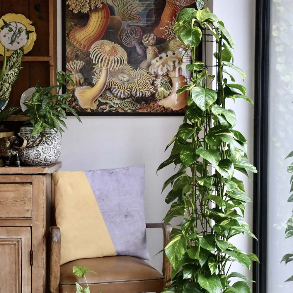 Iedera diavolului Epipremnum Aureum (Cu Suport) - 120 cm