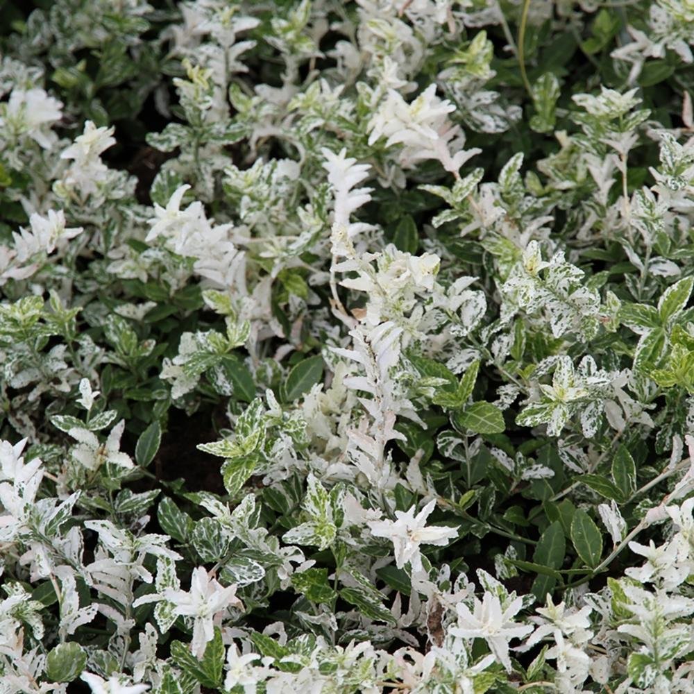 Salba Japoneza Euonimus Harlequin