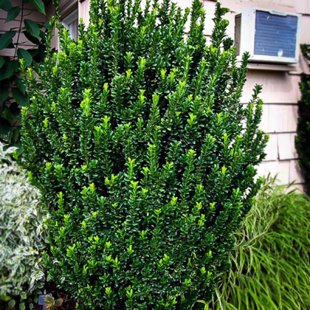 Salba Japoneza Euonimus Japonicus
