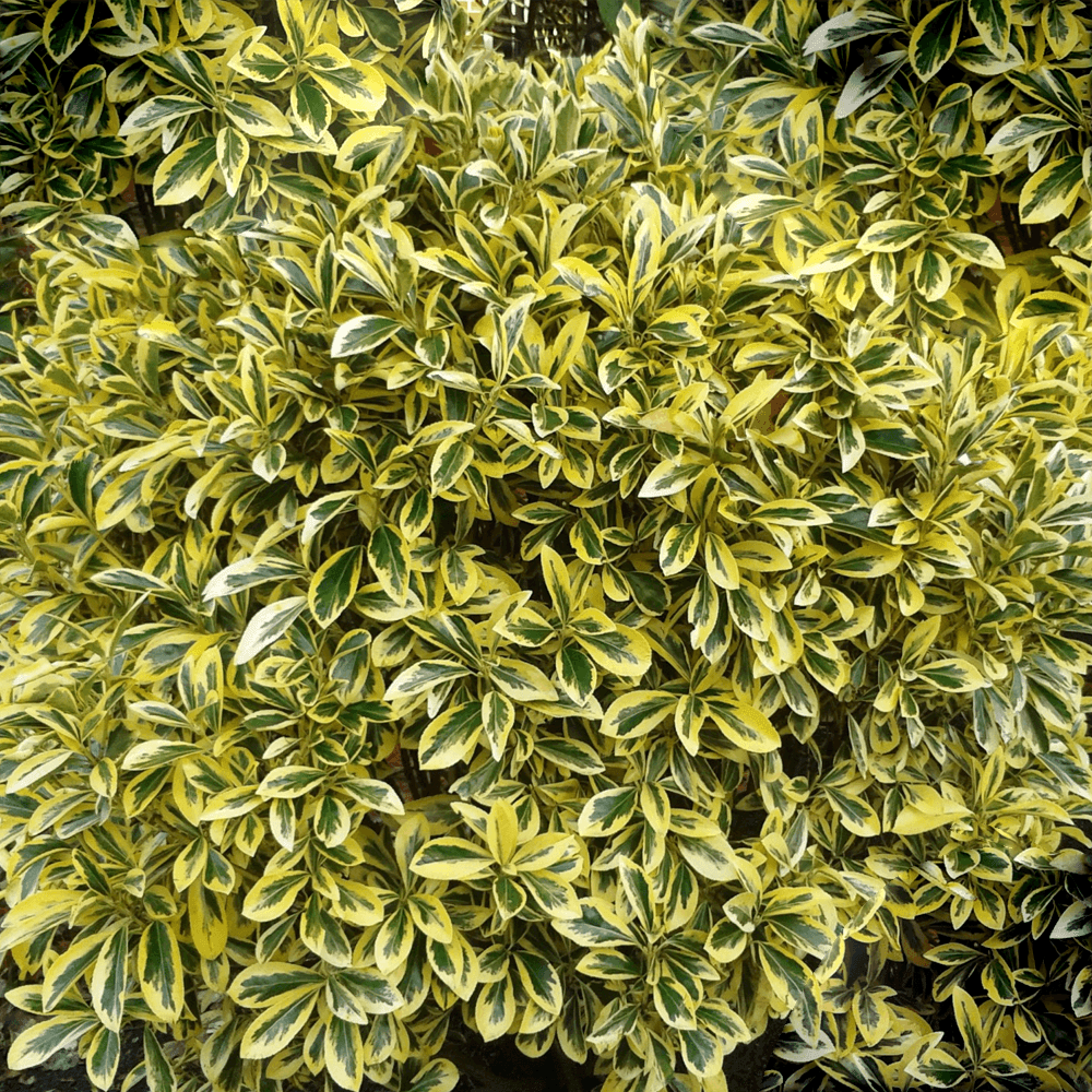 Salba Japoneza Euonimus Japonicus Aureus