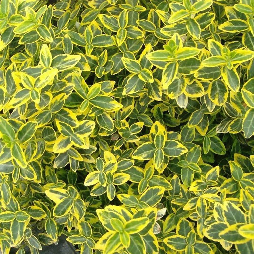 Salba Japoneza Euonimus Japonicus Aureus