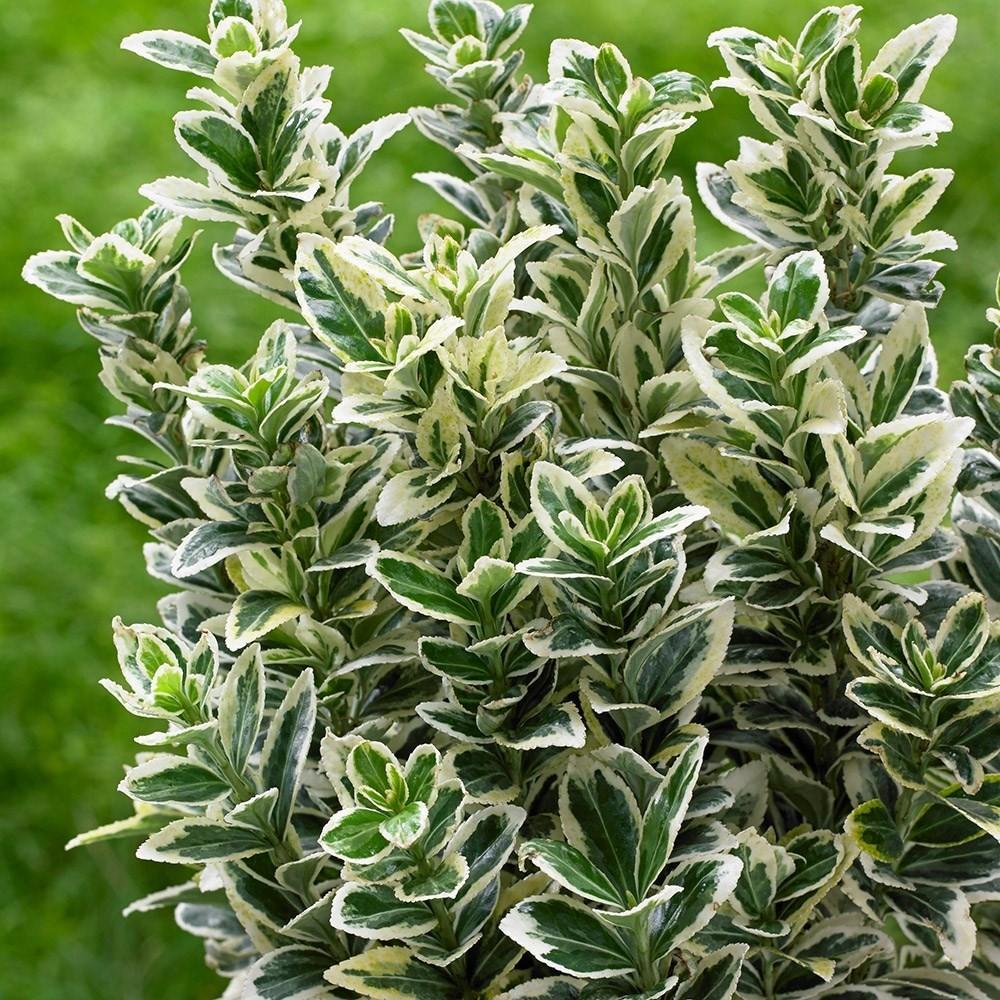 Salba Japoneza Euonimus White Spire, cu frunze verzi-albe