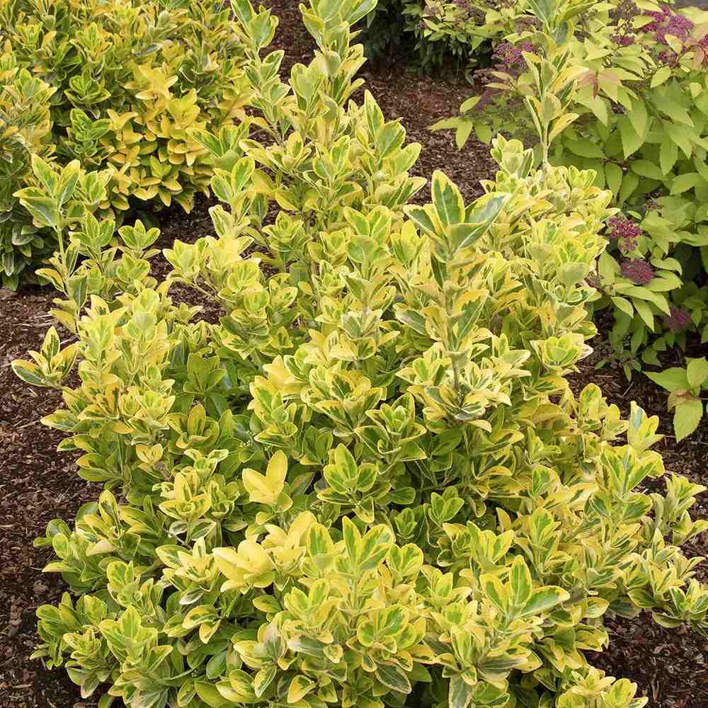 Salba Japoneza Euonimus Elegantissimus Aureus, arbust decorativ frunze galben-verzui vesnic verde