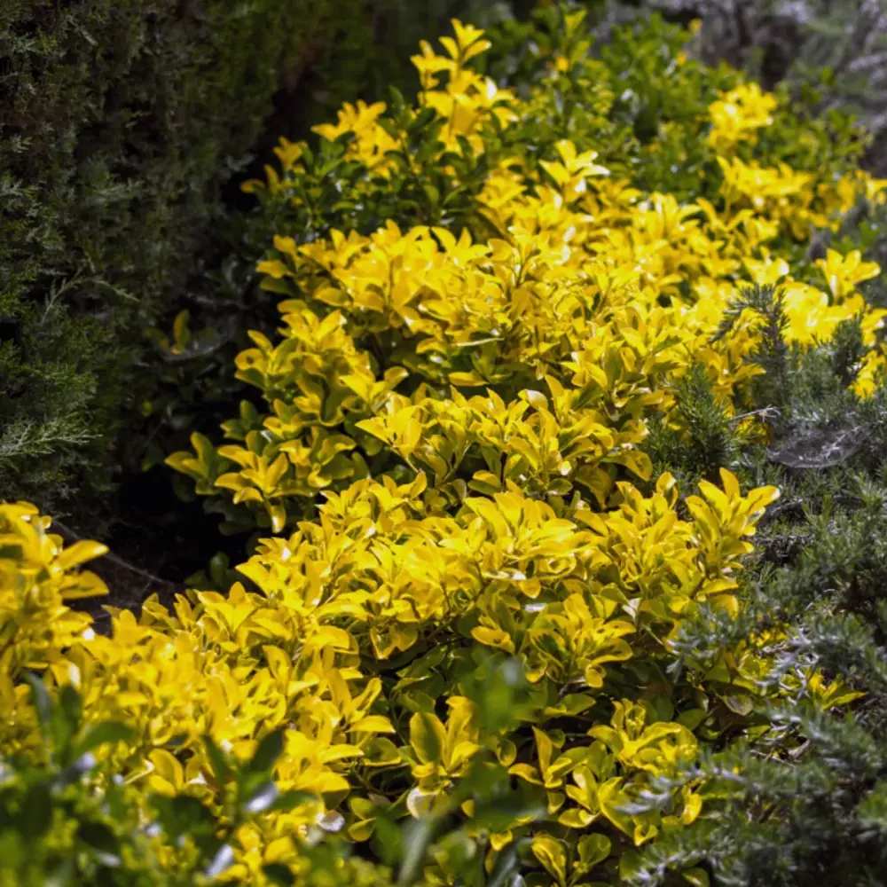 Salba Japoneza Euonimus Elegantissimus Aureus, arbust decorativ frunze galben-verzui vesnic verde