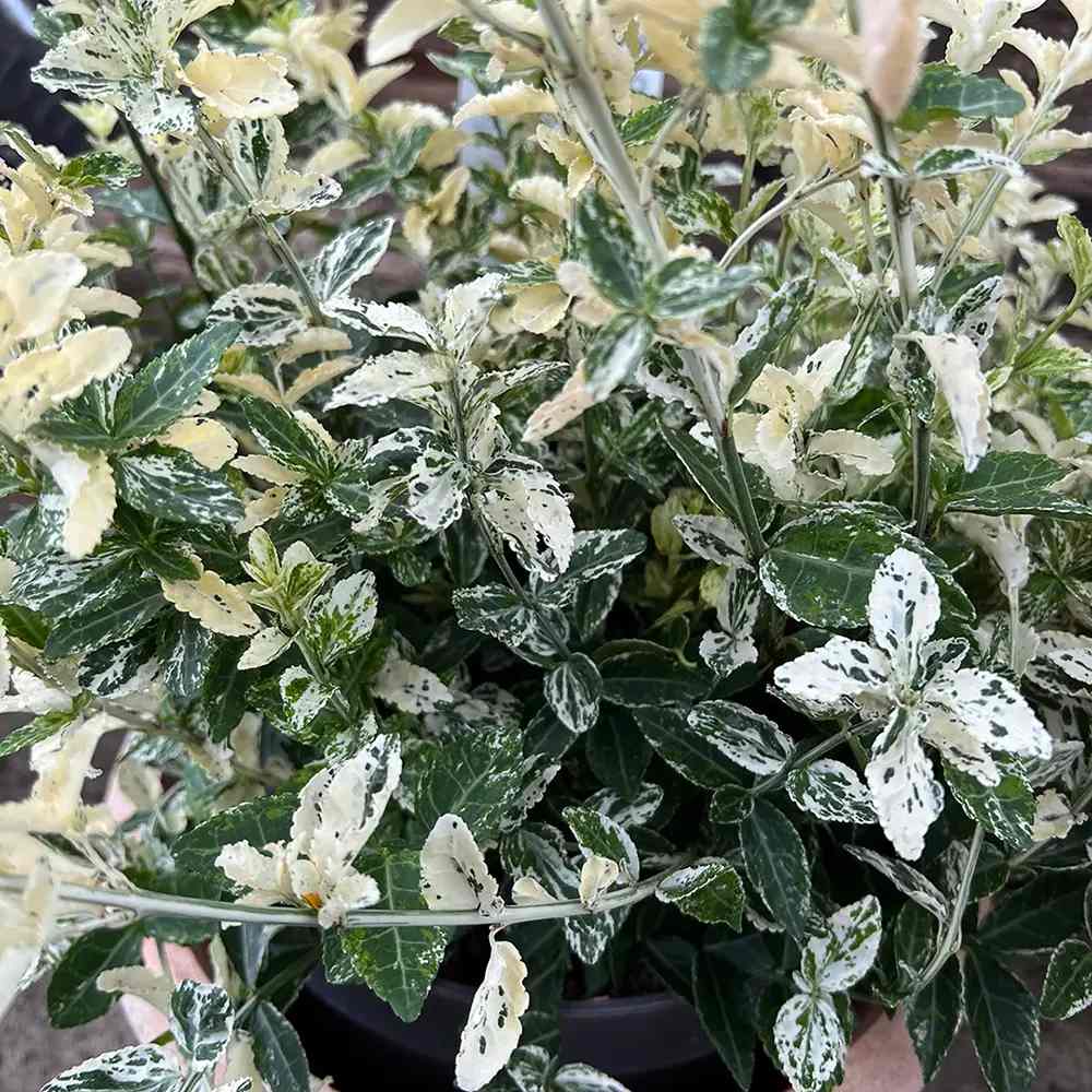 Salba Japoneza Euonimus Harlequin, arbust decorativ vesnic verde cu frunze pestrite pentru borduri si ghivece