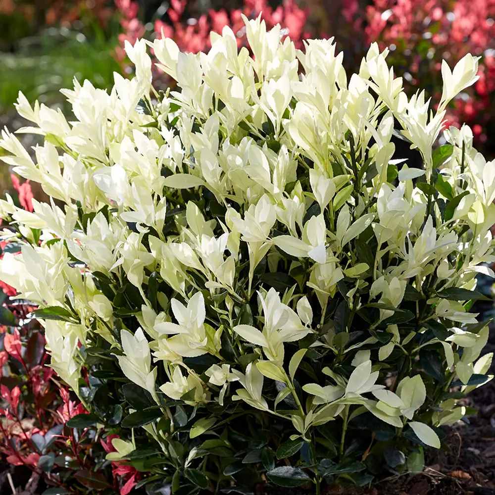Salba Japoneza Euonimus Himalaya, arbust vesnic verde compact decorativ rezistent