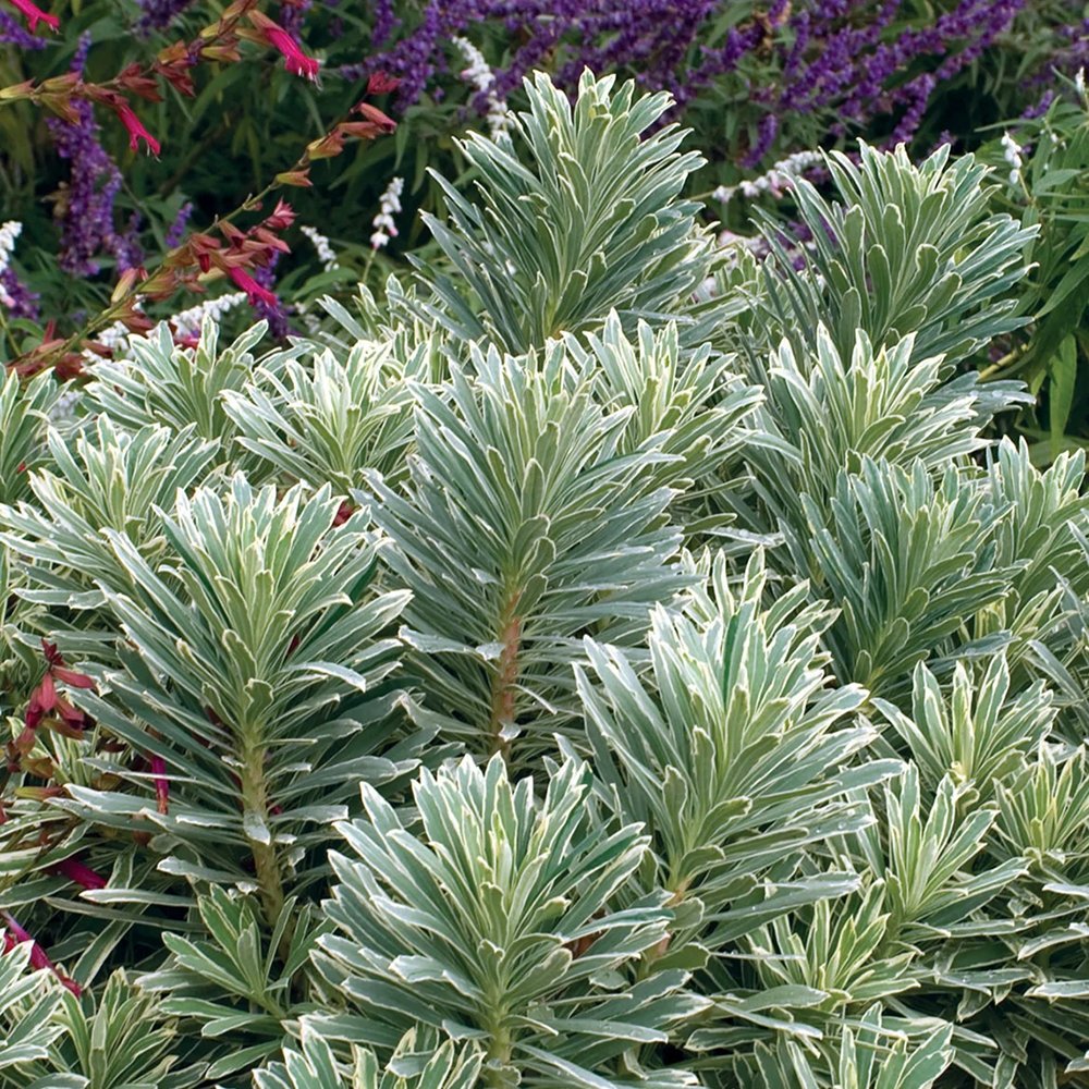 Euphorbia argintiu Silver Edge