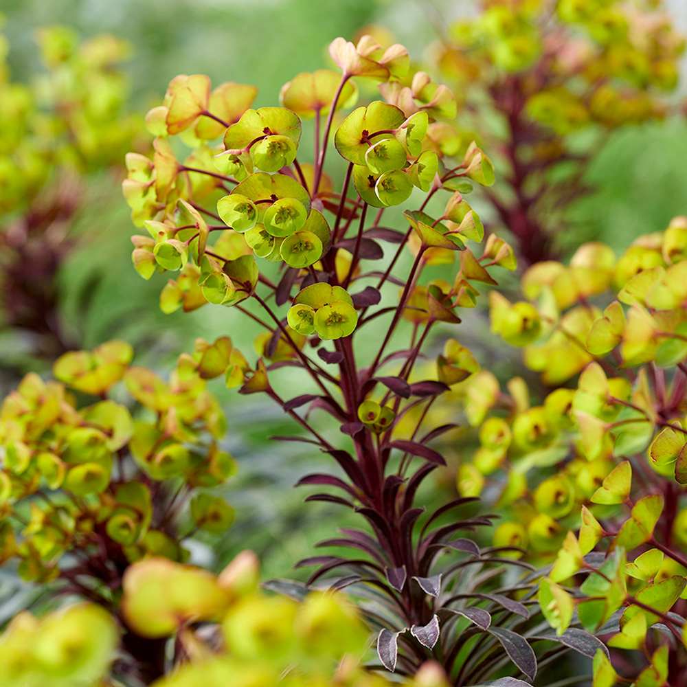 Euphorbia Miners Merlot, planta perena decorativa rosu-bordeaux rezistenta frig