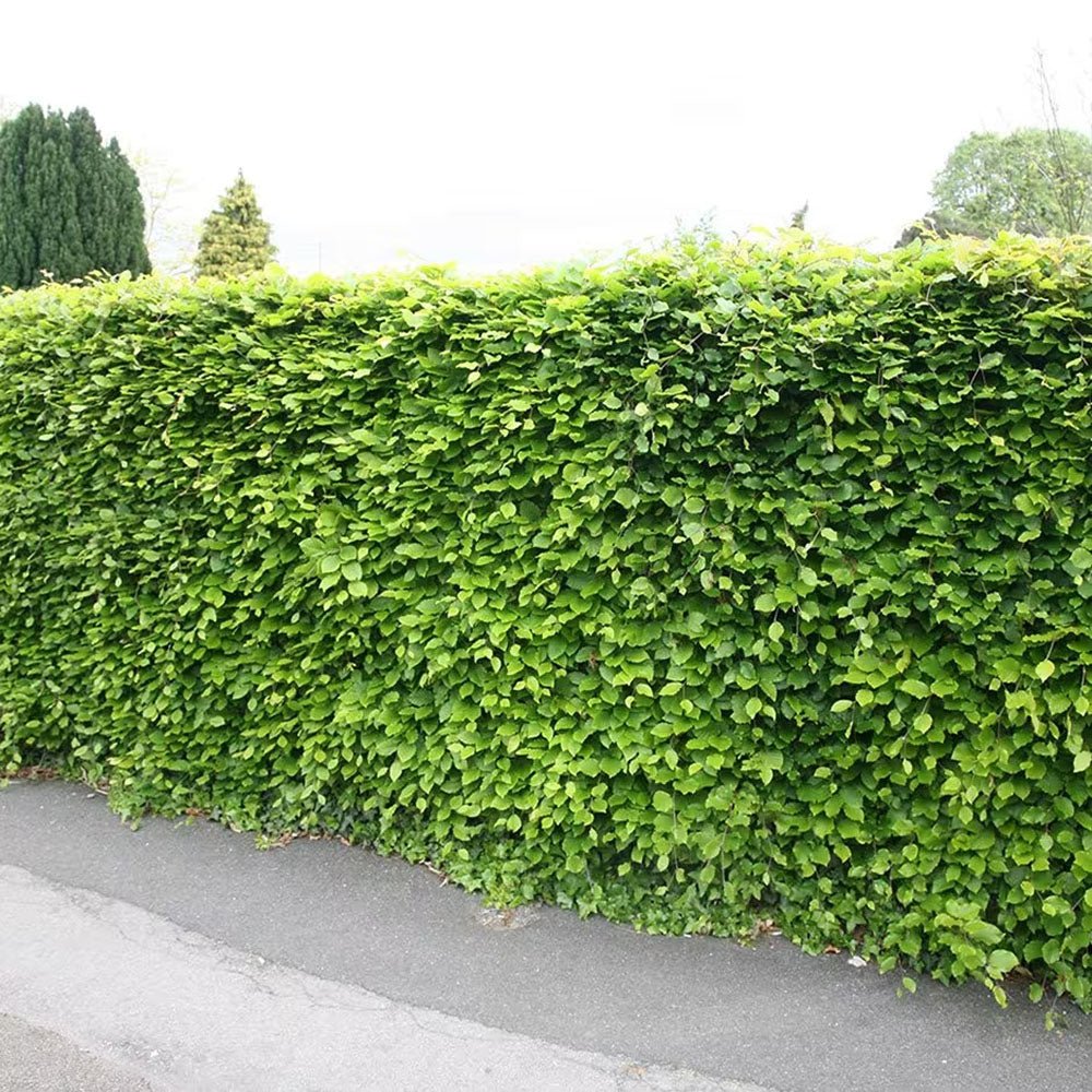 Fag European (Fagus Sylvatica), planta solitara sau gard viu