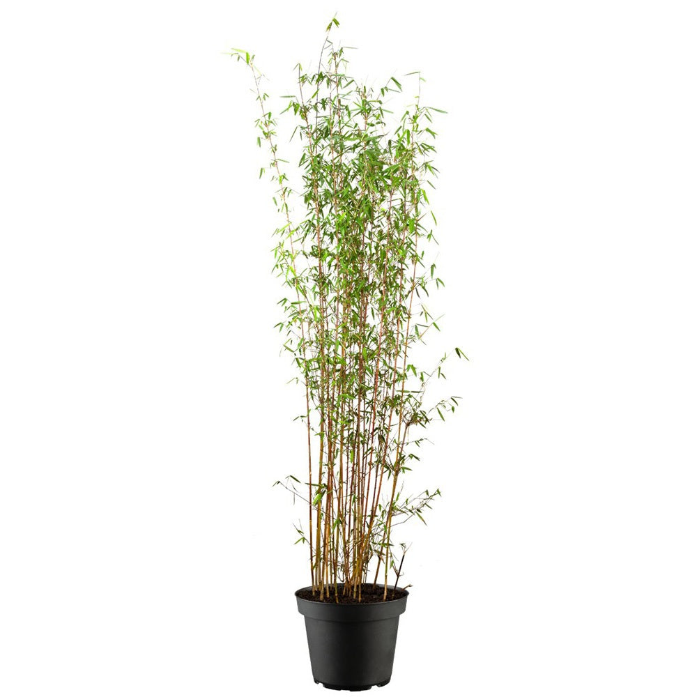 Bambus de gradina (Fargesia Rufa) Jiuzhaigoul, neinvaziv, rezistent la frig, gard viu vesnic verde, simbol de protectie si integritate