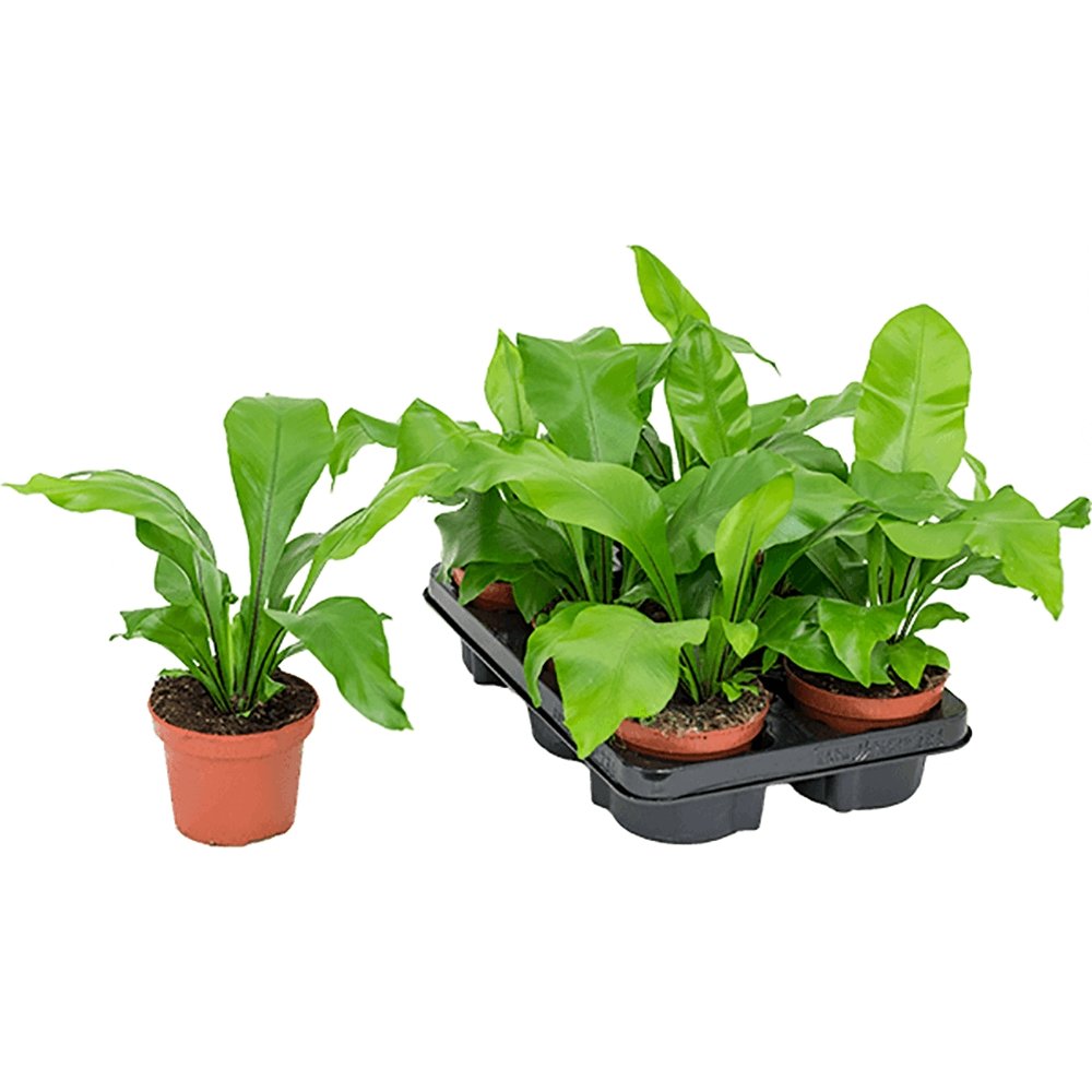 Feriga Cuib de Pasare (Asplenium nidus) - 45 cm