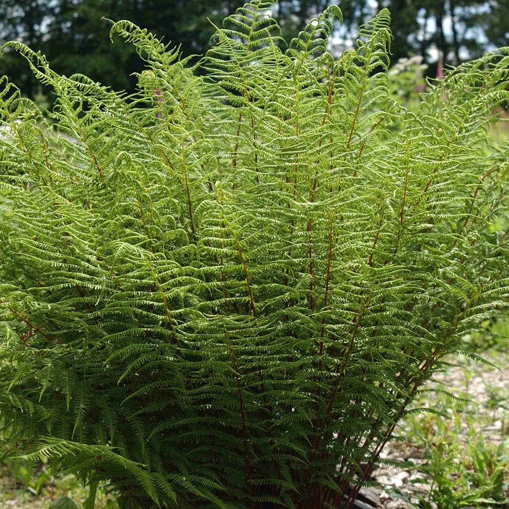 Feriga Linearis