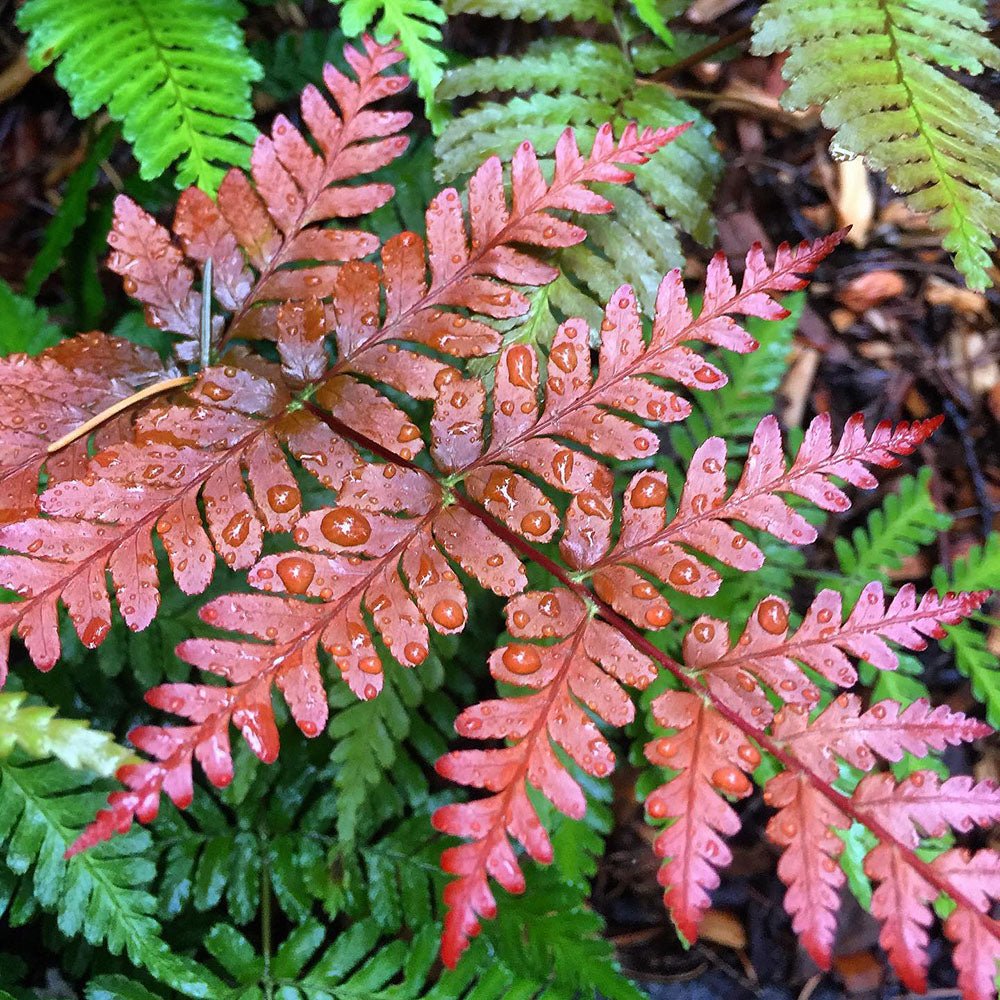 Feriga rosu (Dryopteris Koidzumiana)