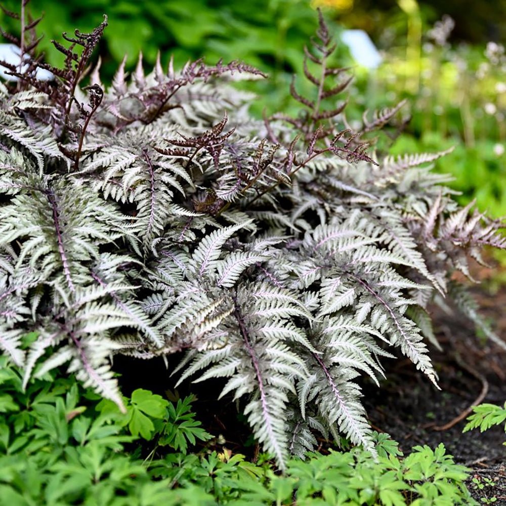 Feriga Japoneza Pictata (Athyrium) Silver Falls