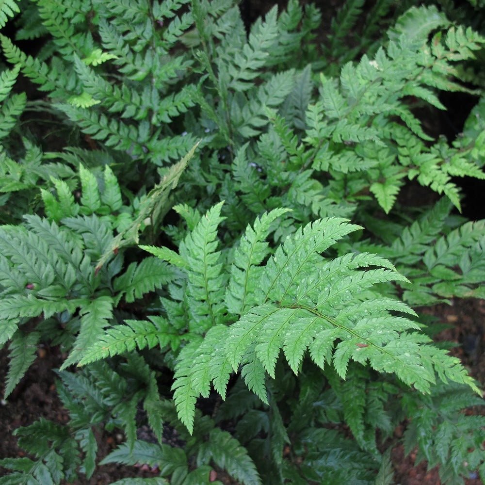 Feriga Neolobatum