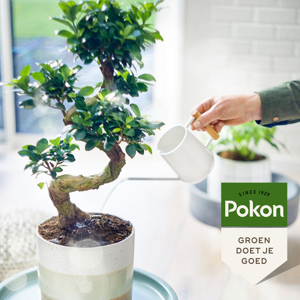 Fertilizator Lichid POKON pentru Ficus 250 ml