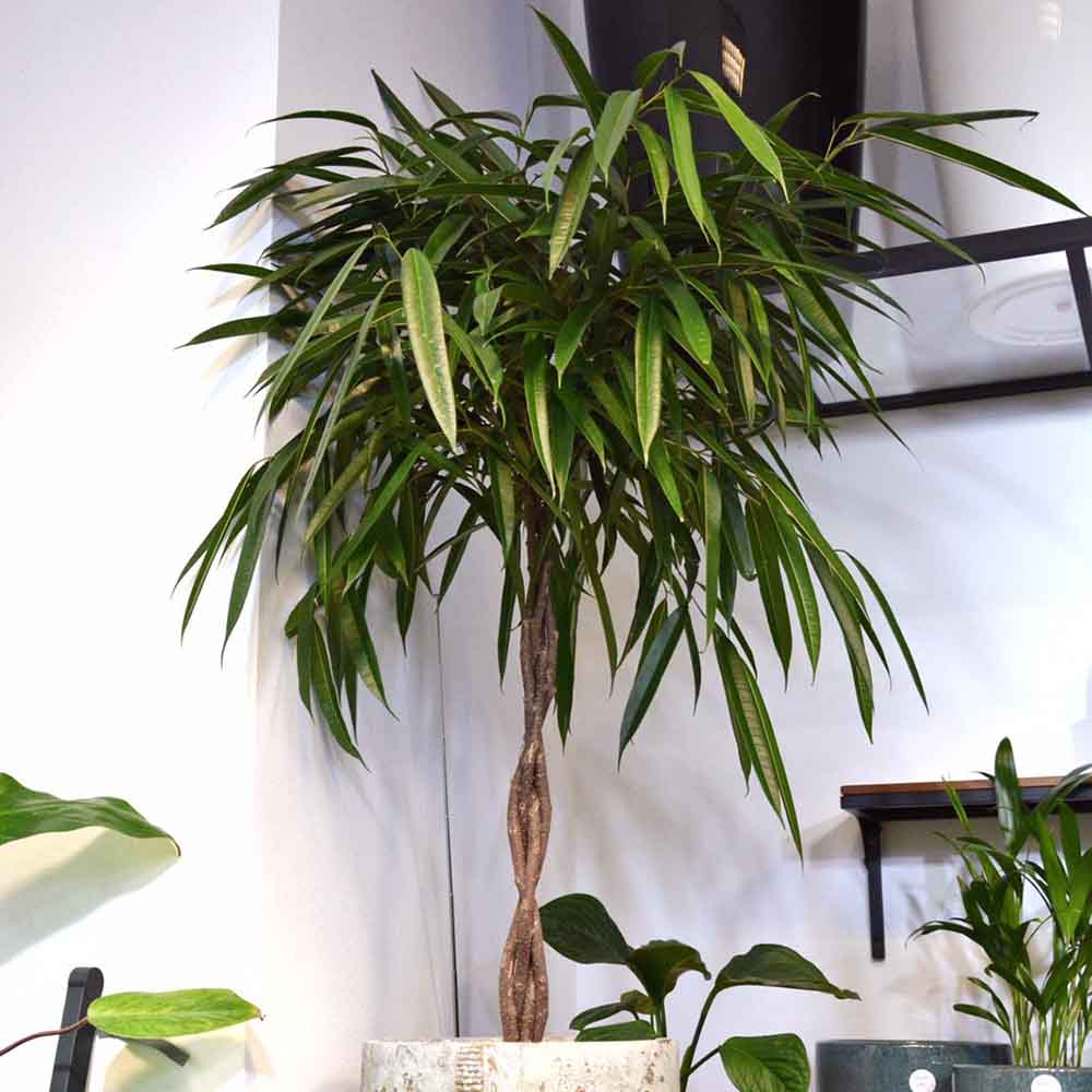 Ficus Amstel King, Tip Copac cu Tulpina impletita - 130 cm