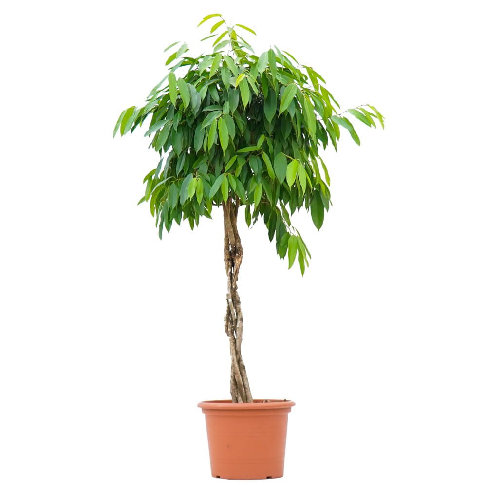 Ficus Amstel King, Tip Copac cu Tulpina impletita - 130 cm
