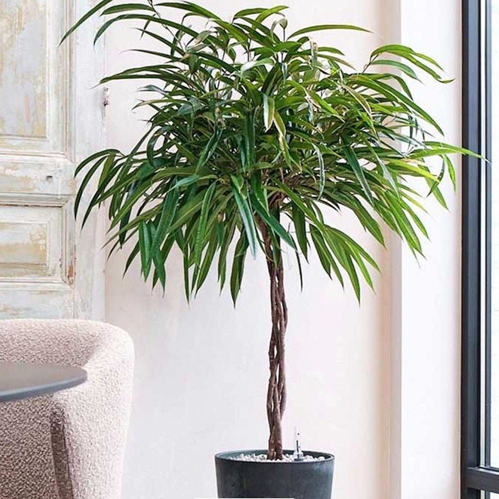 Ficus Amstel King - Tip Copac cu Tulpina impletita - 100 cm