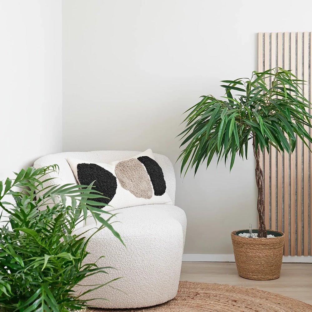 Ficus Amstel King - Tip Copac cu Tulpina impletita - 140 cm