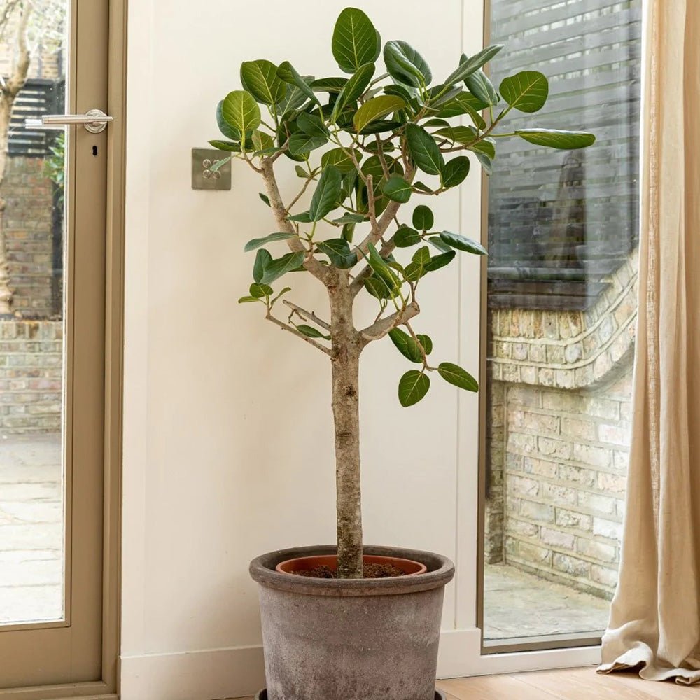 Ficus Audrey - Tip Copac cu Tulpina impletita - 120-130 cm