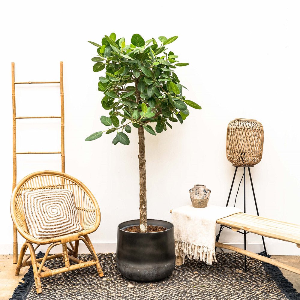 Ficus Audrey - Tip Copac cu Tulpina impletita - 120-130 cm
