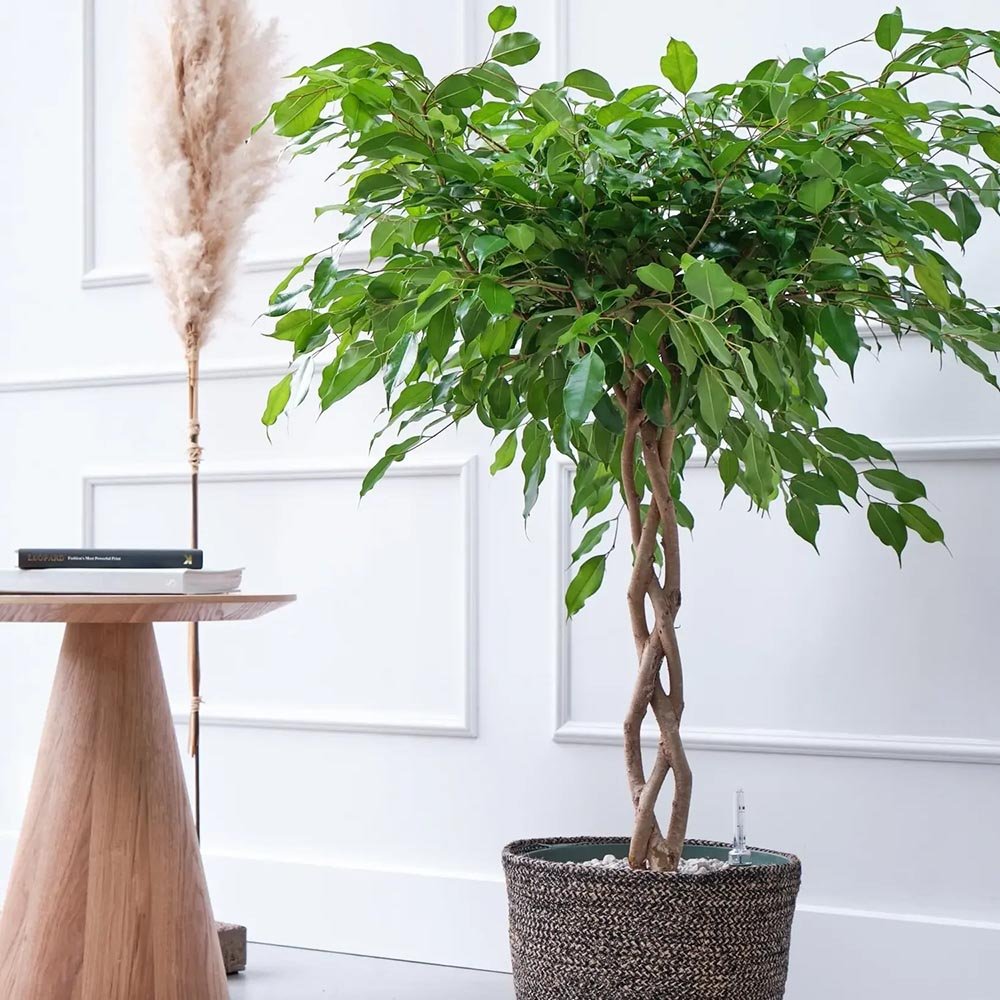 Ficus Benjamina - Tip Copac cu Tulpina impletita - 140 cm